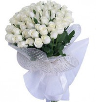 55 Vendella Roses